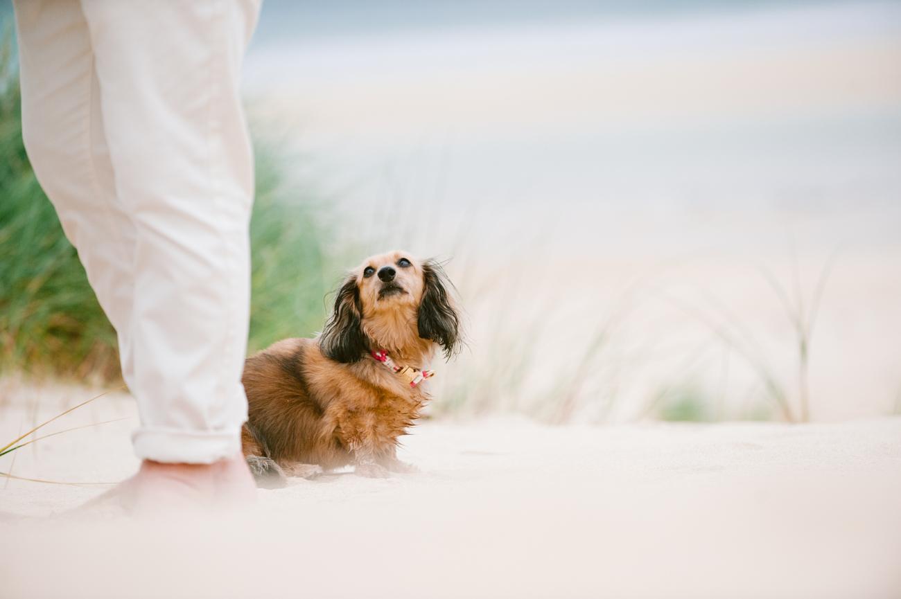 two dogs on Scarista beach, Isle of Harris after wedding ceremony 