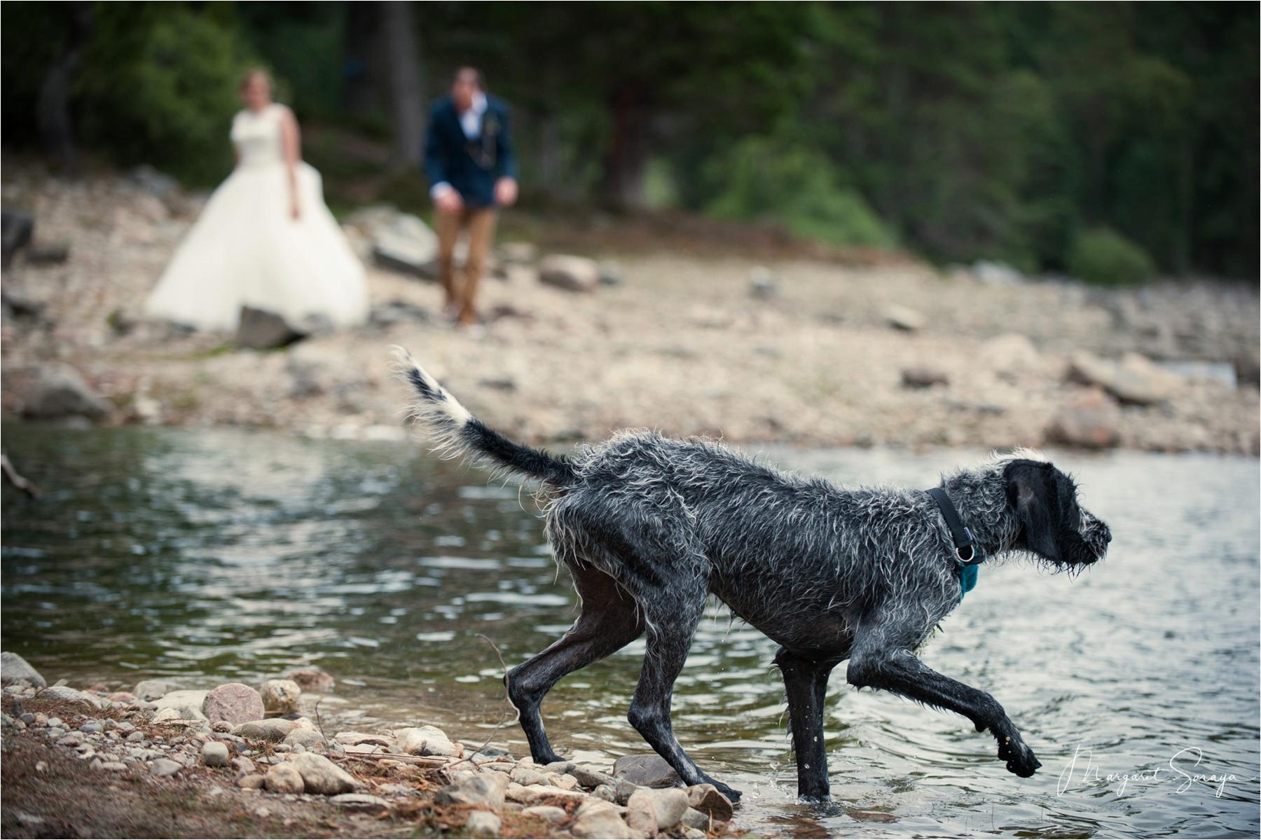 dog in loch at wedding scotland boat of garten photographer 