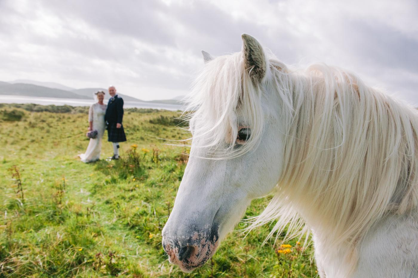 Toby the white horse in the dunes at Luskentyre