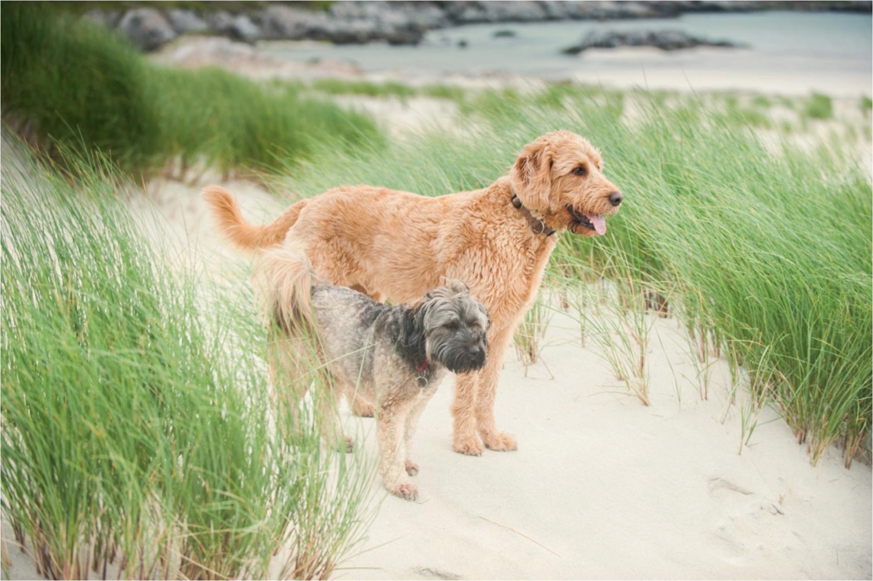 Dogs joining in wedding celebration on Luskentyre Beach photography.