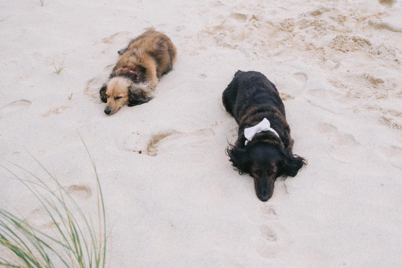 two dogs on Scarista beach, Isle of Harris after wedding ceremony