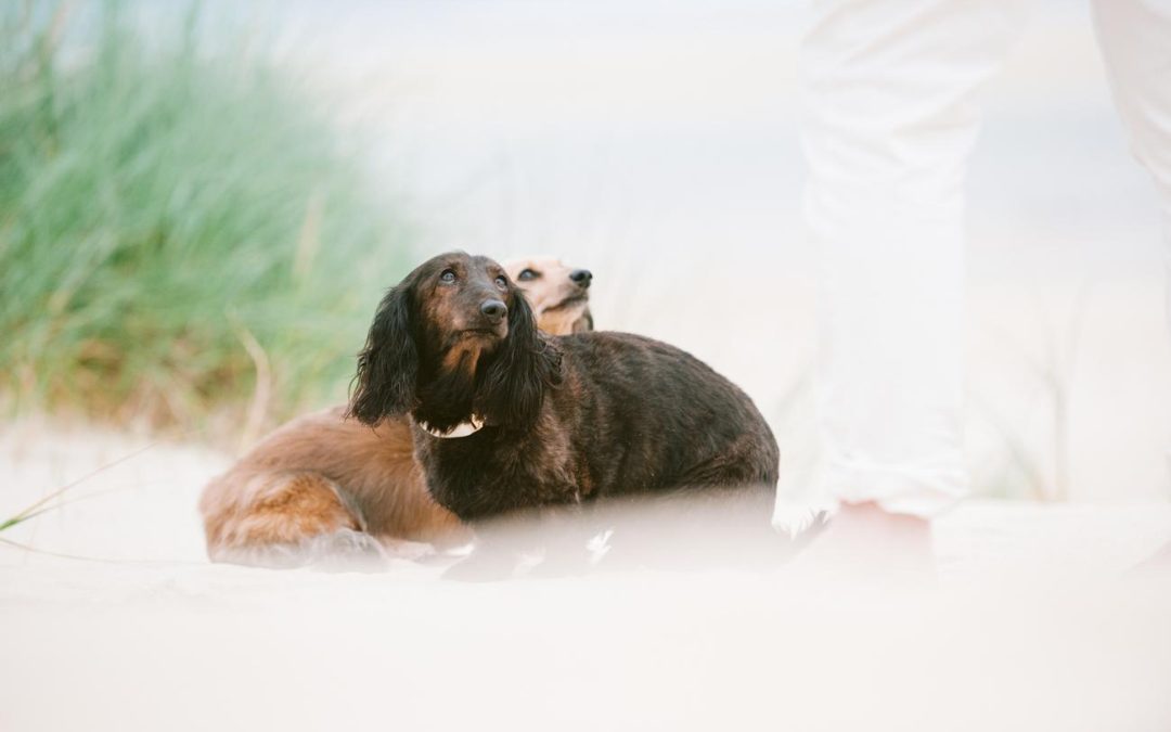 two dogs on Scarista beach, Isle of Harris during wedding ceremony