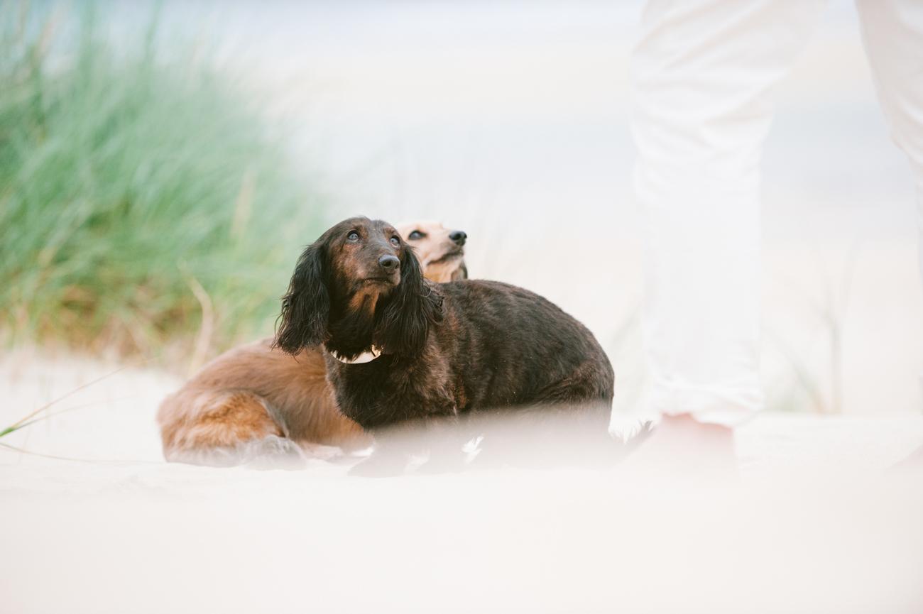 two dogs on Scarista beach, Isle of Harris during wedding ceremony 