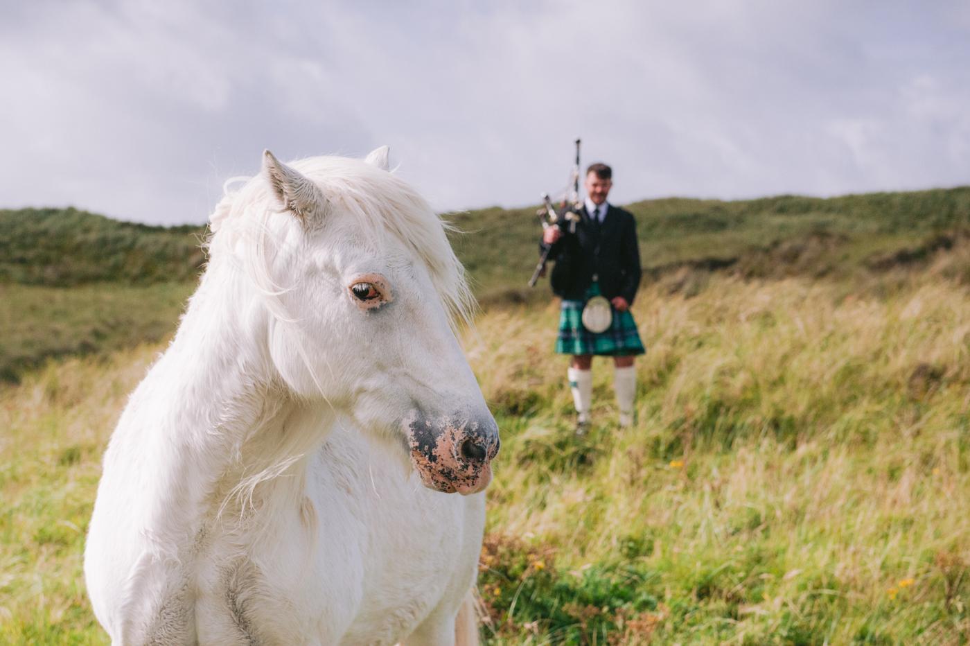Toby the white horse with piper in the background