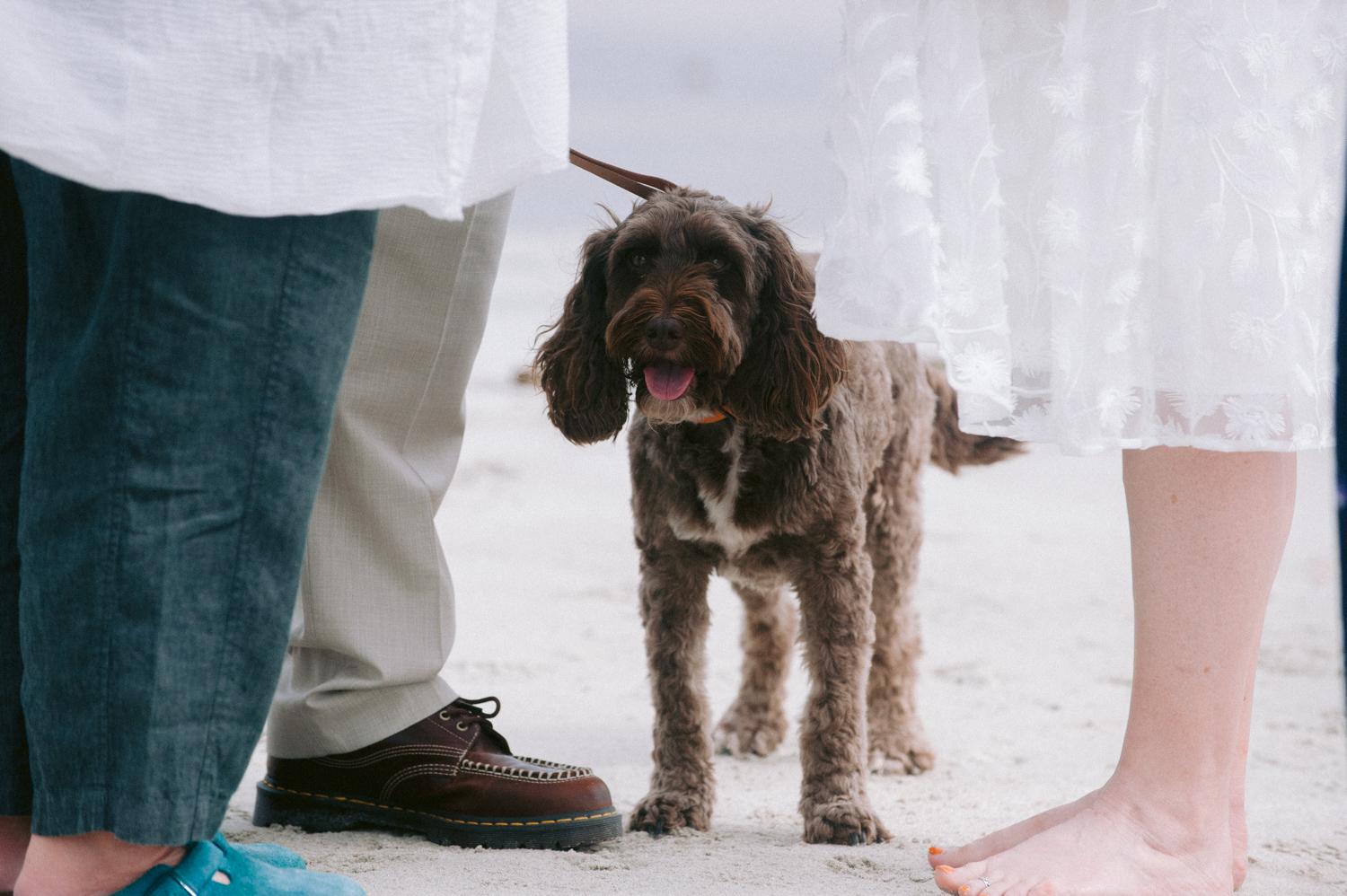 Valtos Beach wedding, Uig, Isle of Lewis with dog
