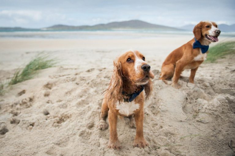 dogs at beach wedding on the hebrides